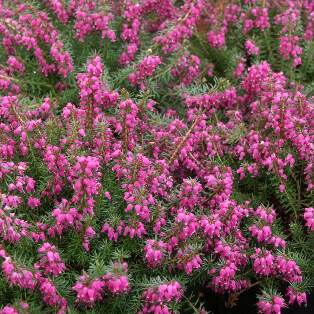 Erica carnea Eva