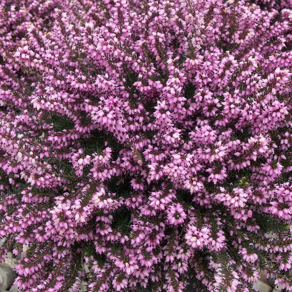Erica carnea Ruby Glow