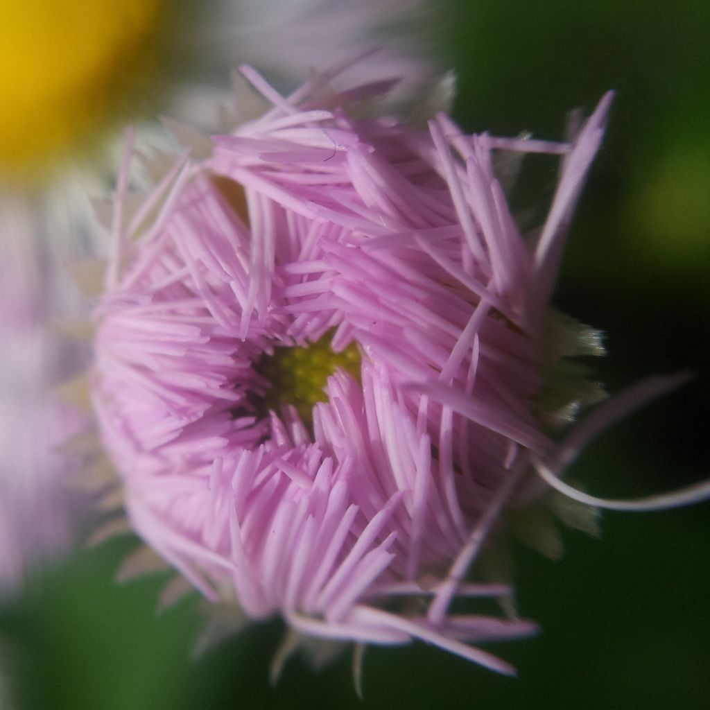 Erigeron annus, Vergerette