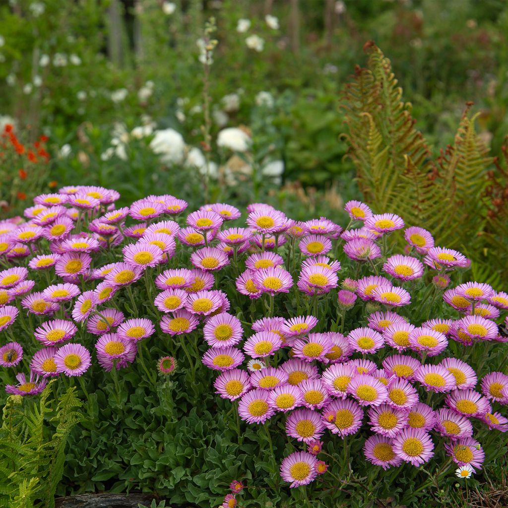 Erigeron glaucus
