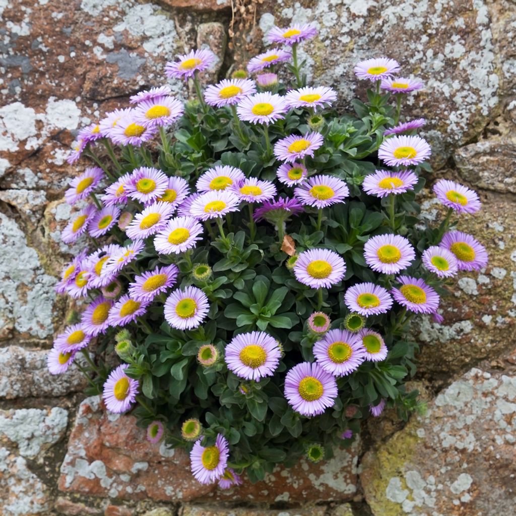 Erigeron glaucus