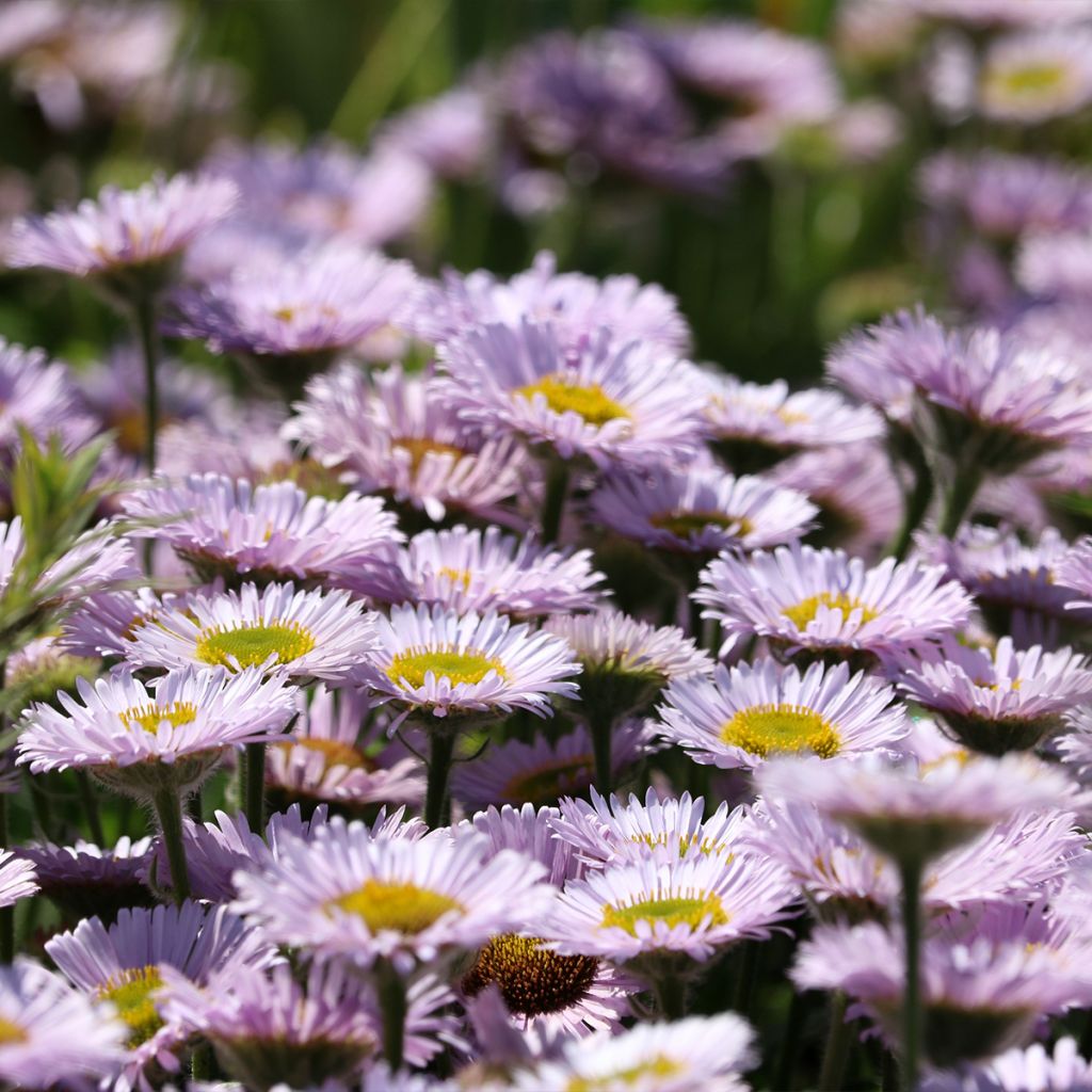 Erigeron glaucus
