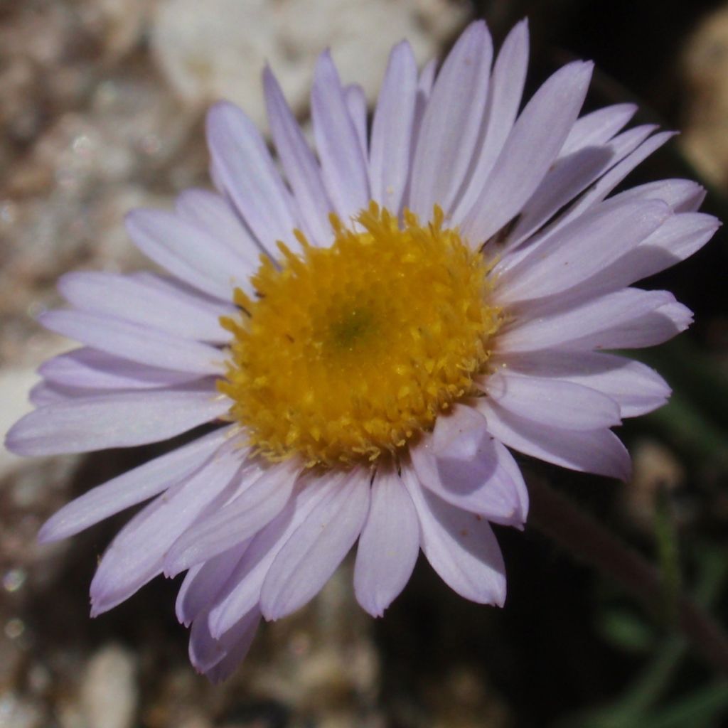 Erigeron leiomerus