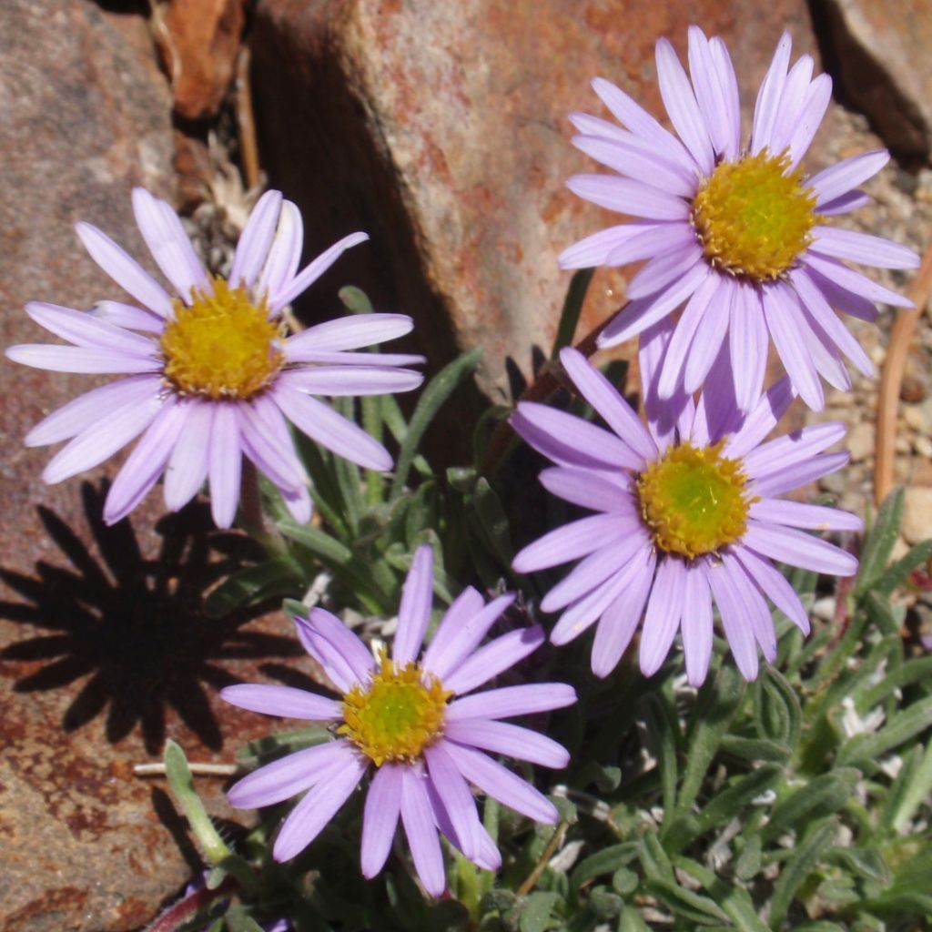 Erigeron leiomerus