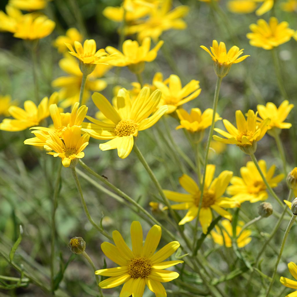 Eriophyllum lanatum Pointe