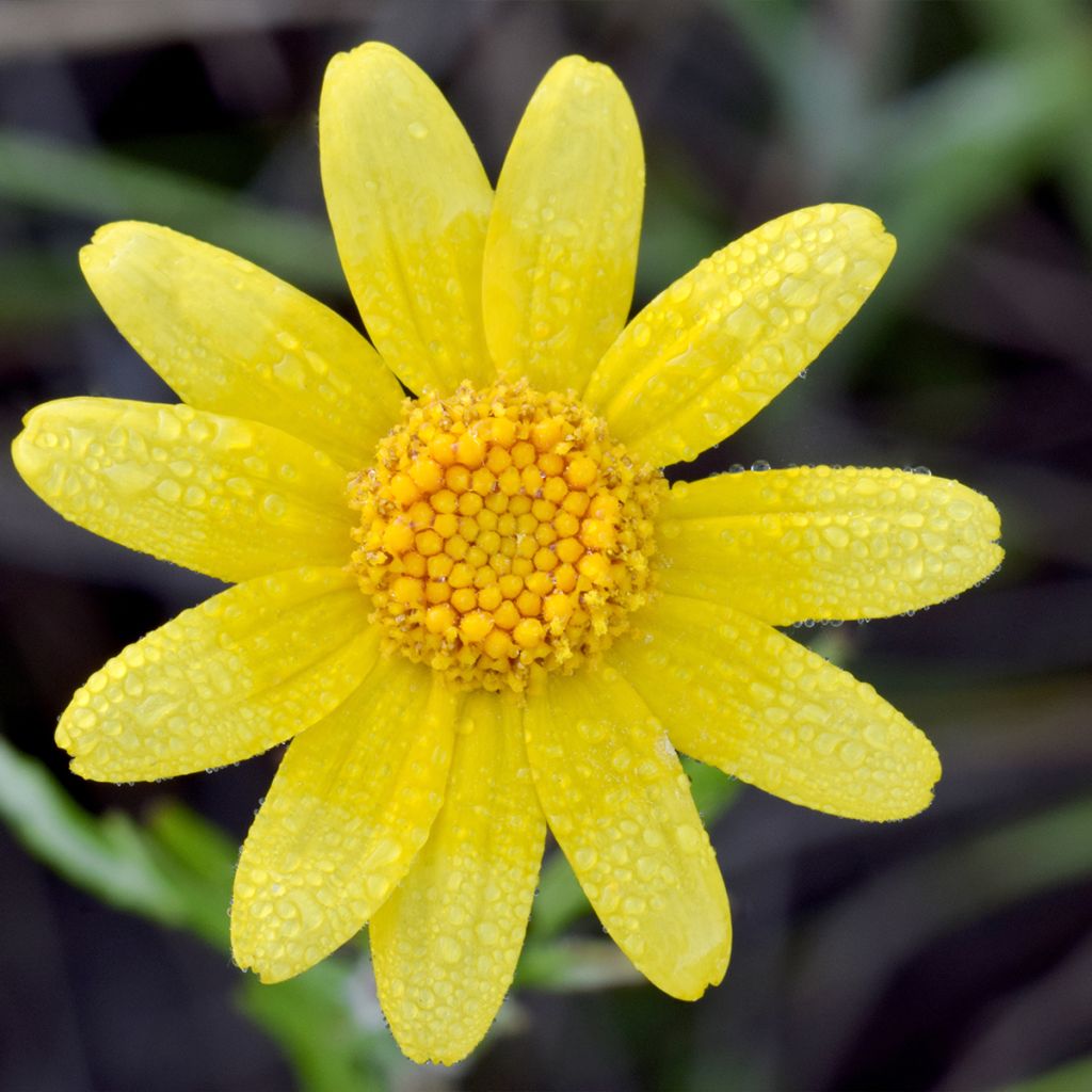 Eriophyllum lanatum Pointe