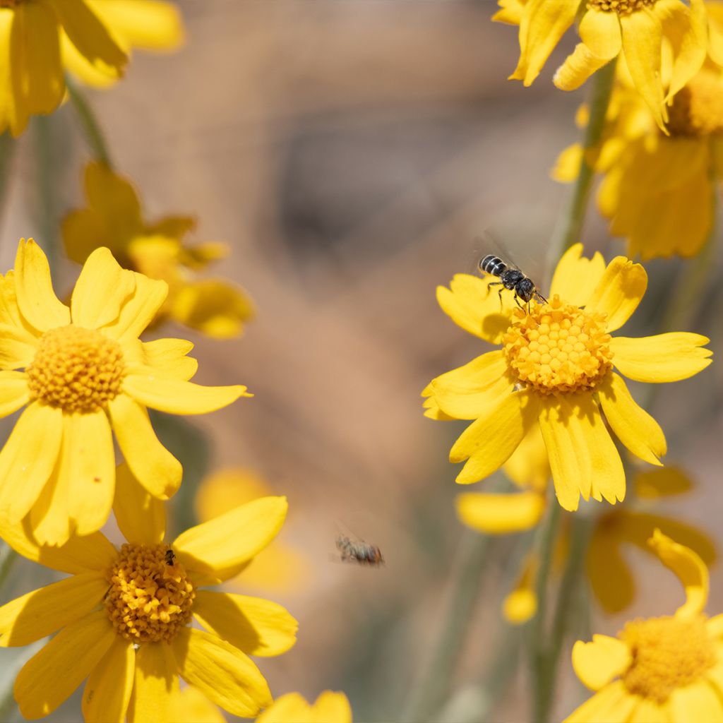 Eriophyllum lanatum ssp. arachnoideum