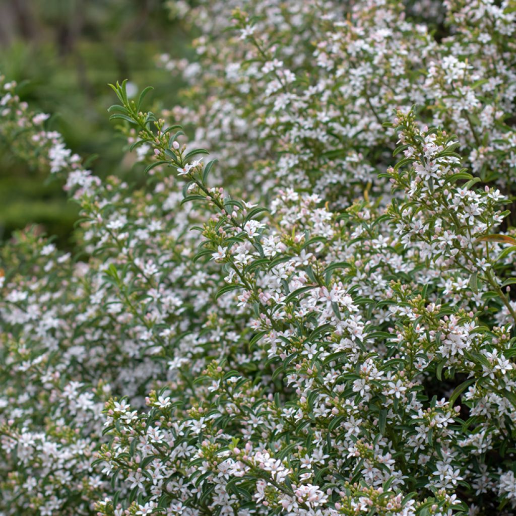 Eriostemon myoporoides