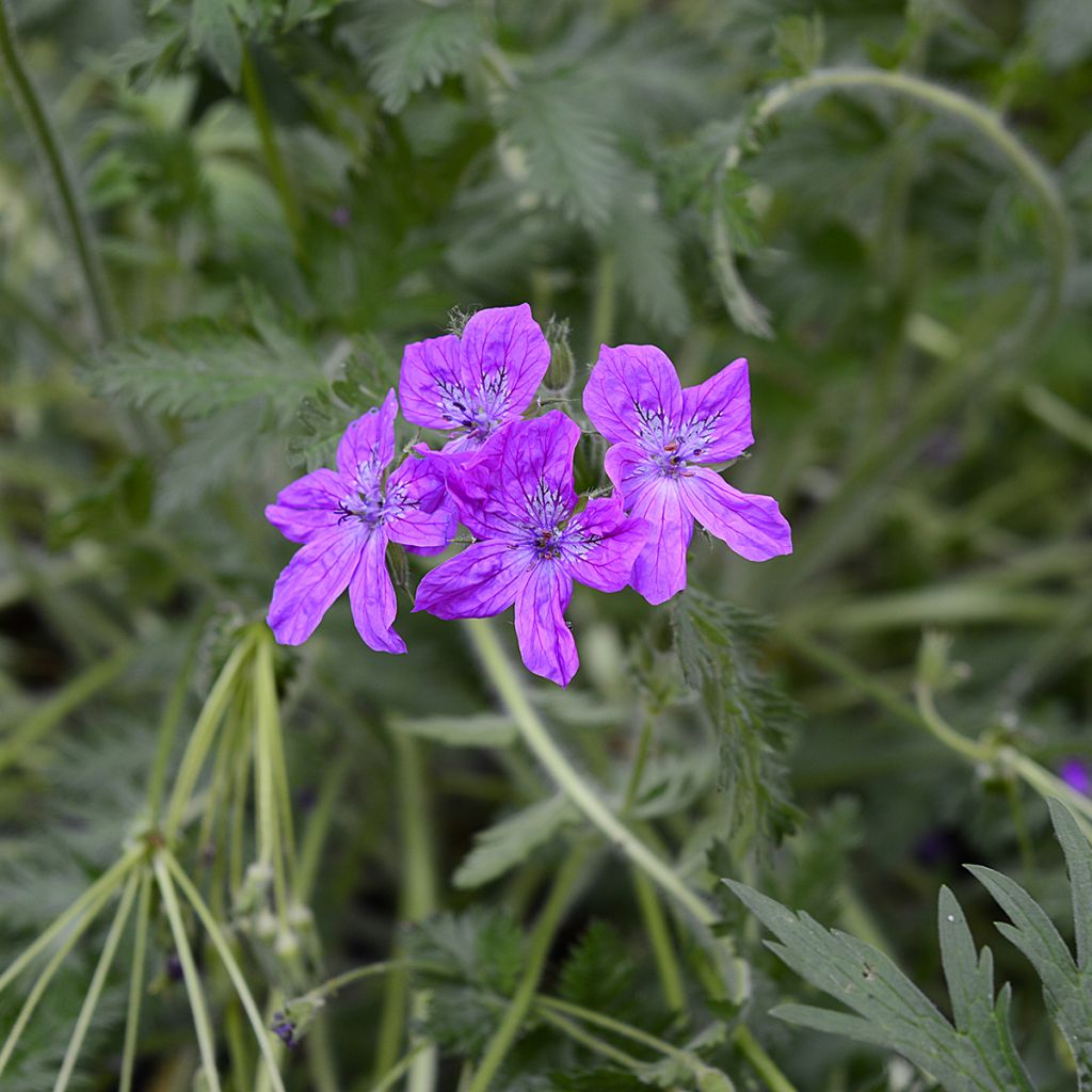 Erodium manescavii