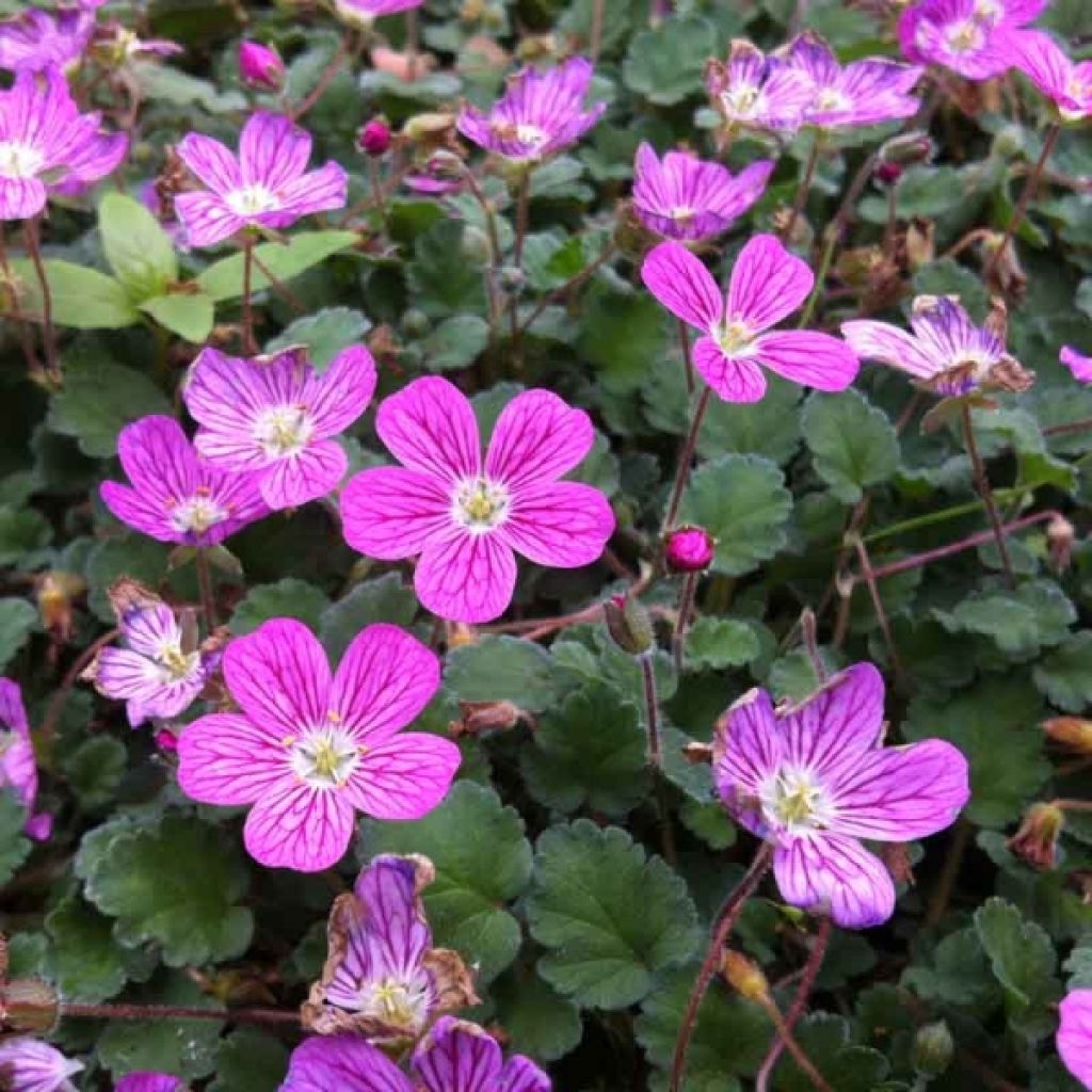 Erodium Bishop's Form