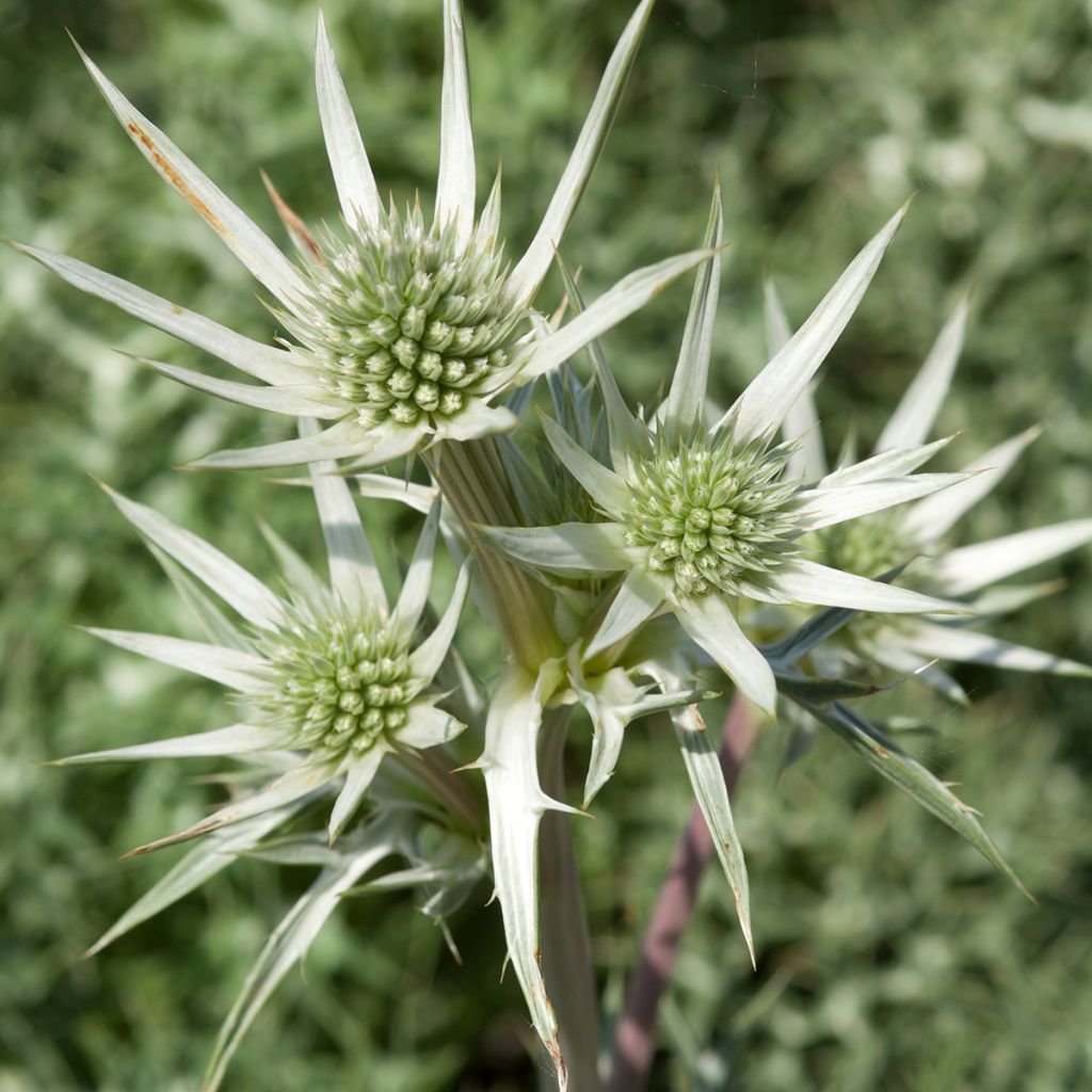 Eryngium zabelii Jos Eijking