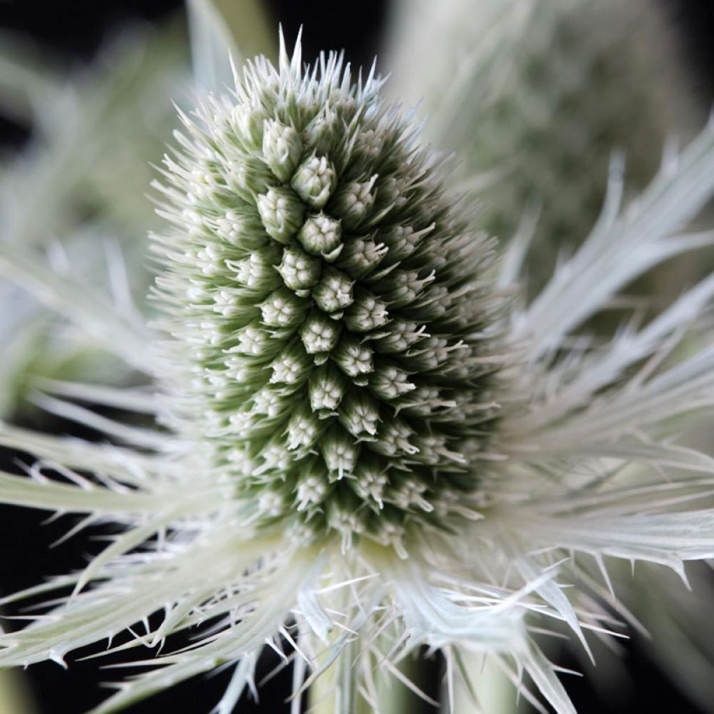 Eryngium planum Magical White Lagoon