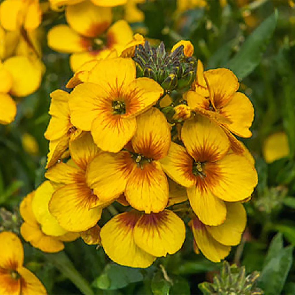 Erysimum linifolium Winter Spirit - Violaciocca