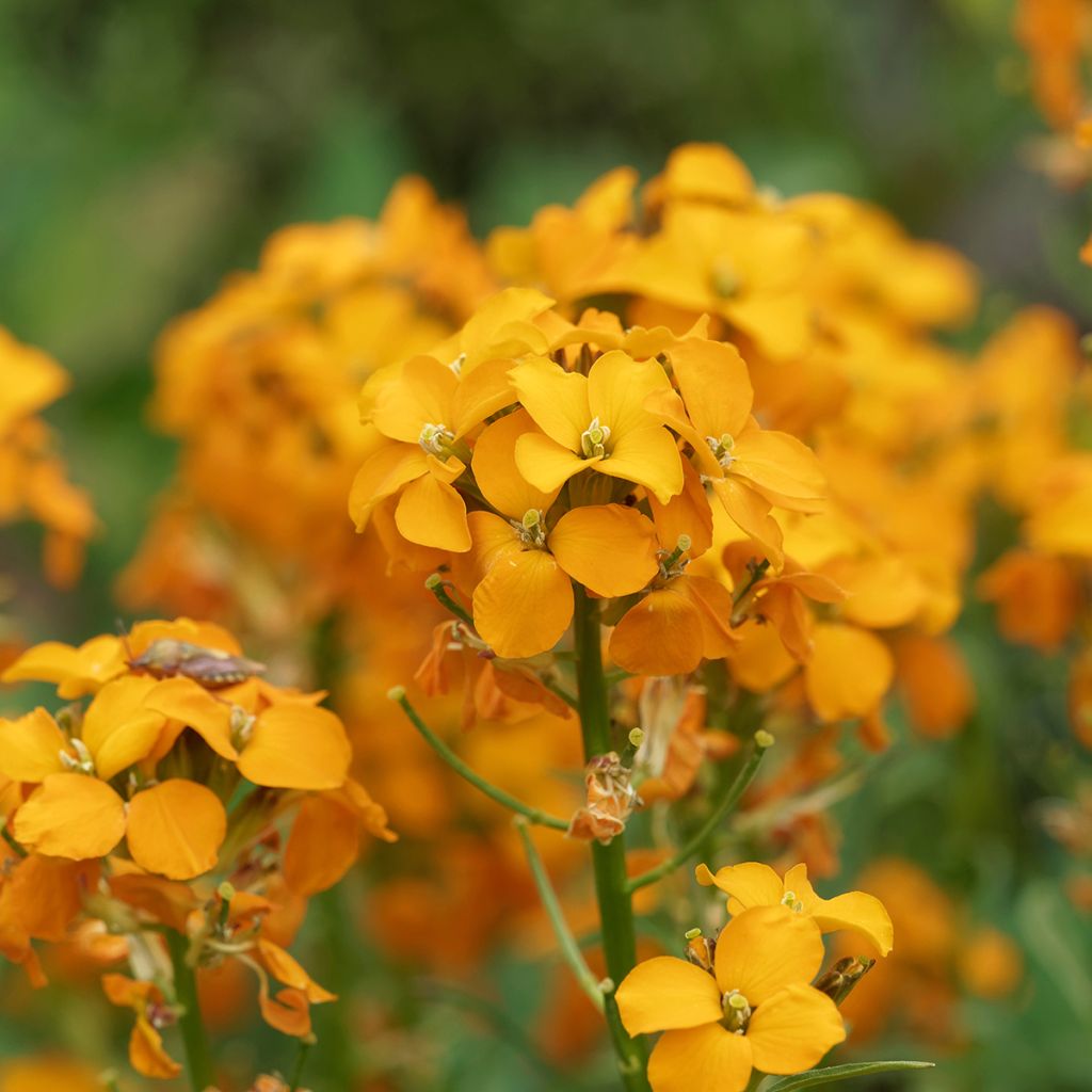 Erysimum allionii Zwerg Mango