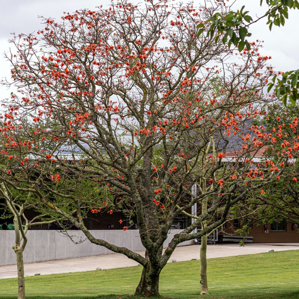 Erythrina caffra - Albero del corallo