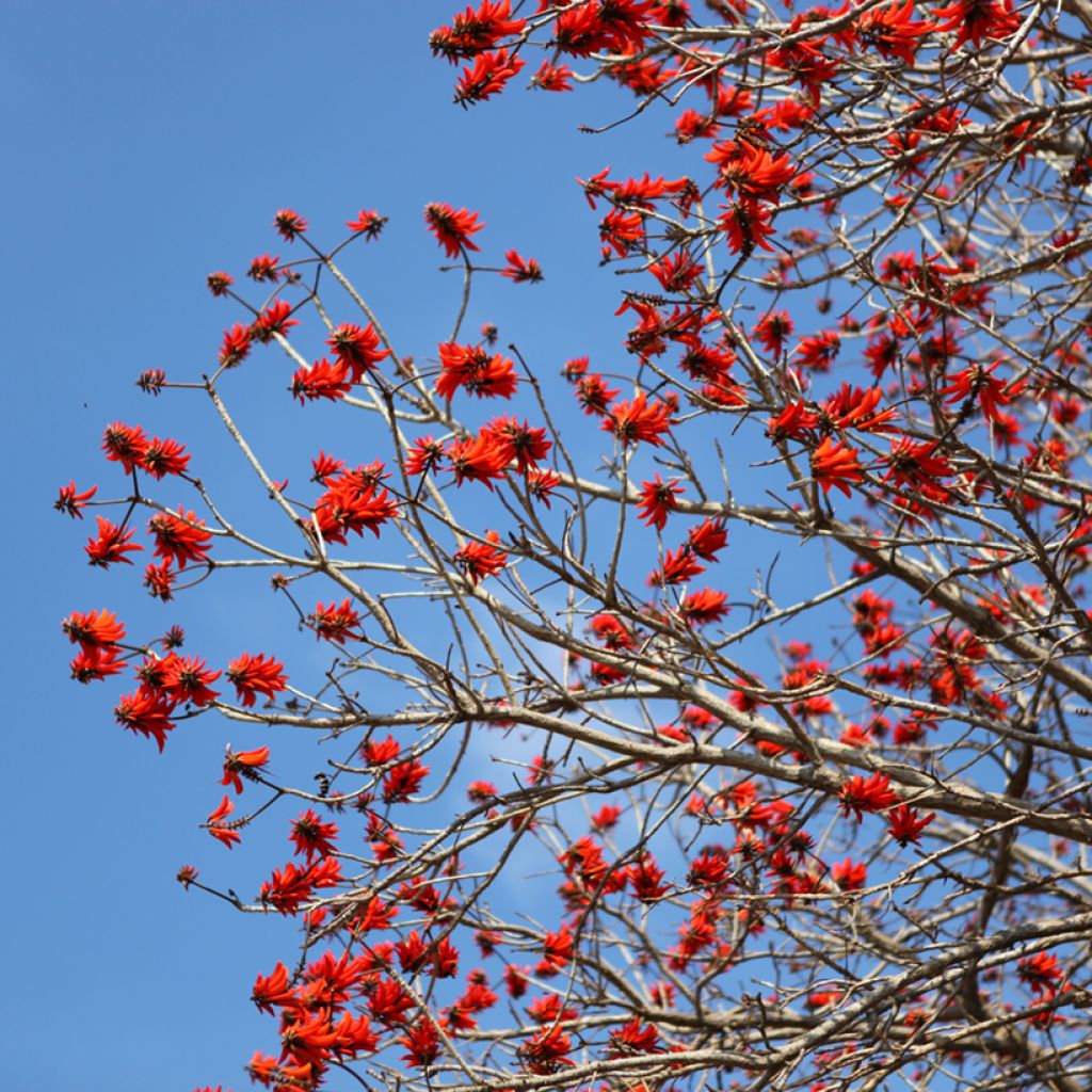 Erythrina caffra - Albero del corallo