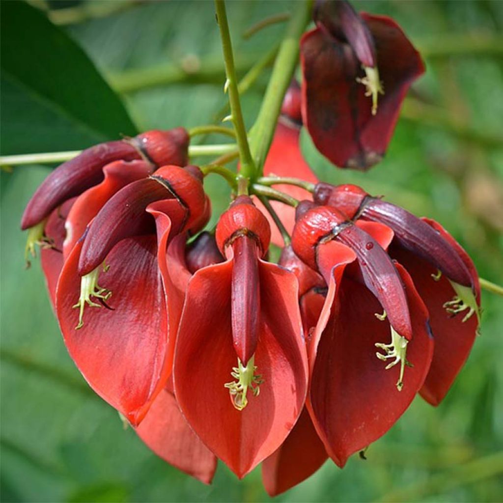 Erythrina crista-galli