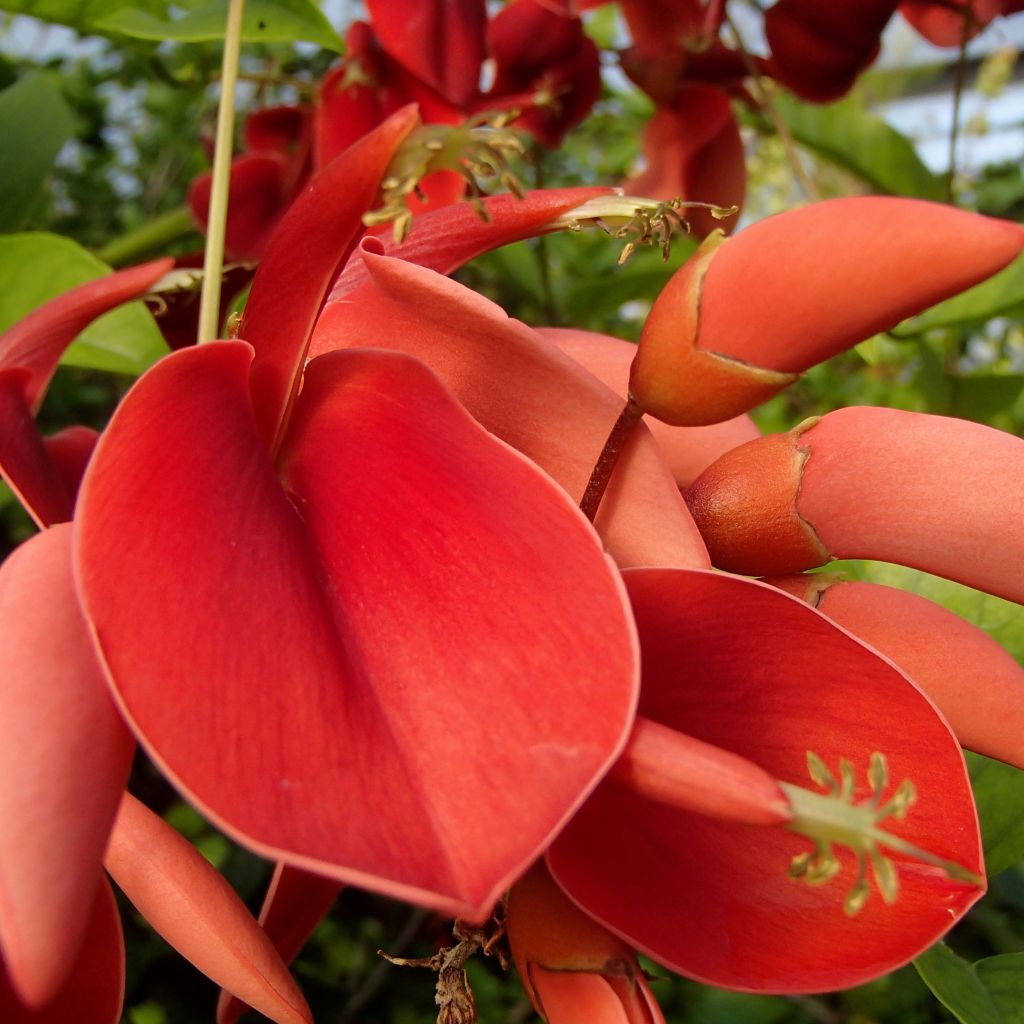 Erythrina crista-galli