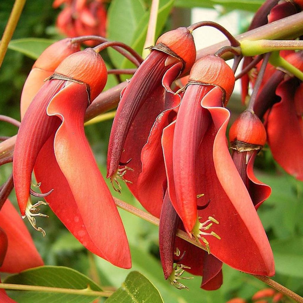 Erythrina crista-galli