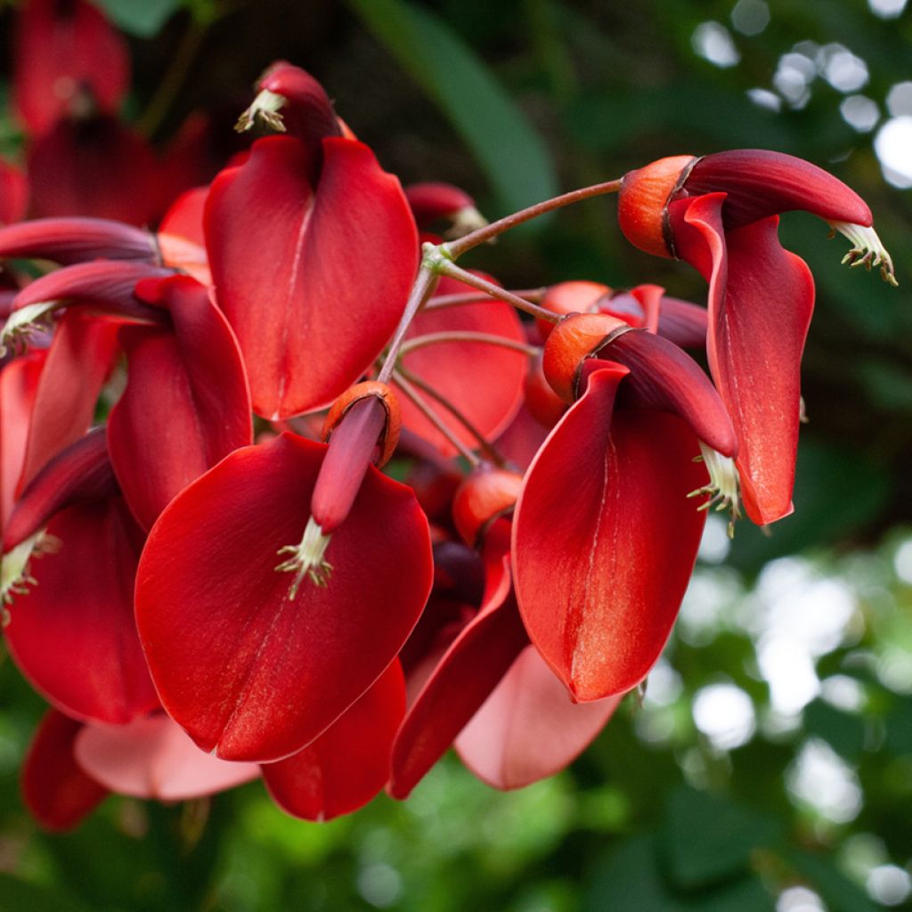 Erythrina crista-galli