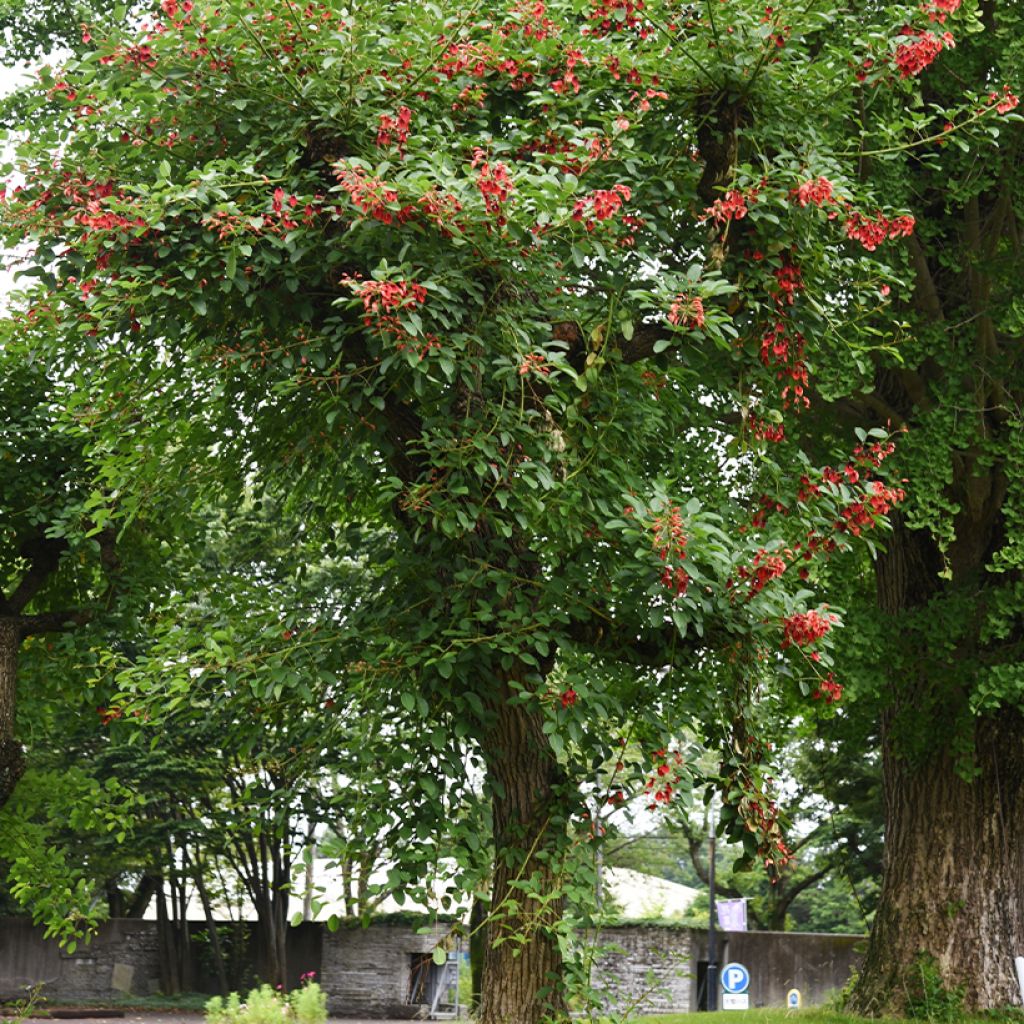 Erythrina crista-galli