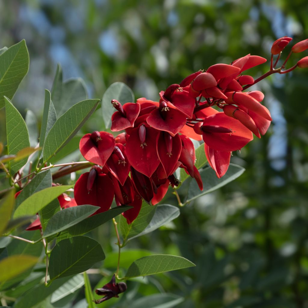 Erythrina crista-galli