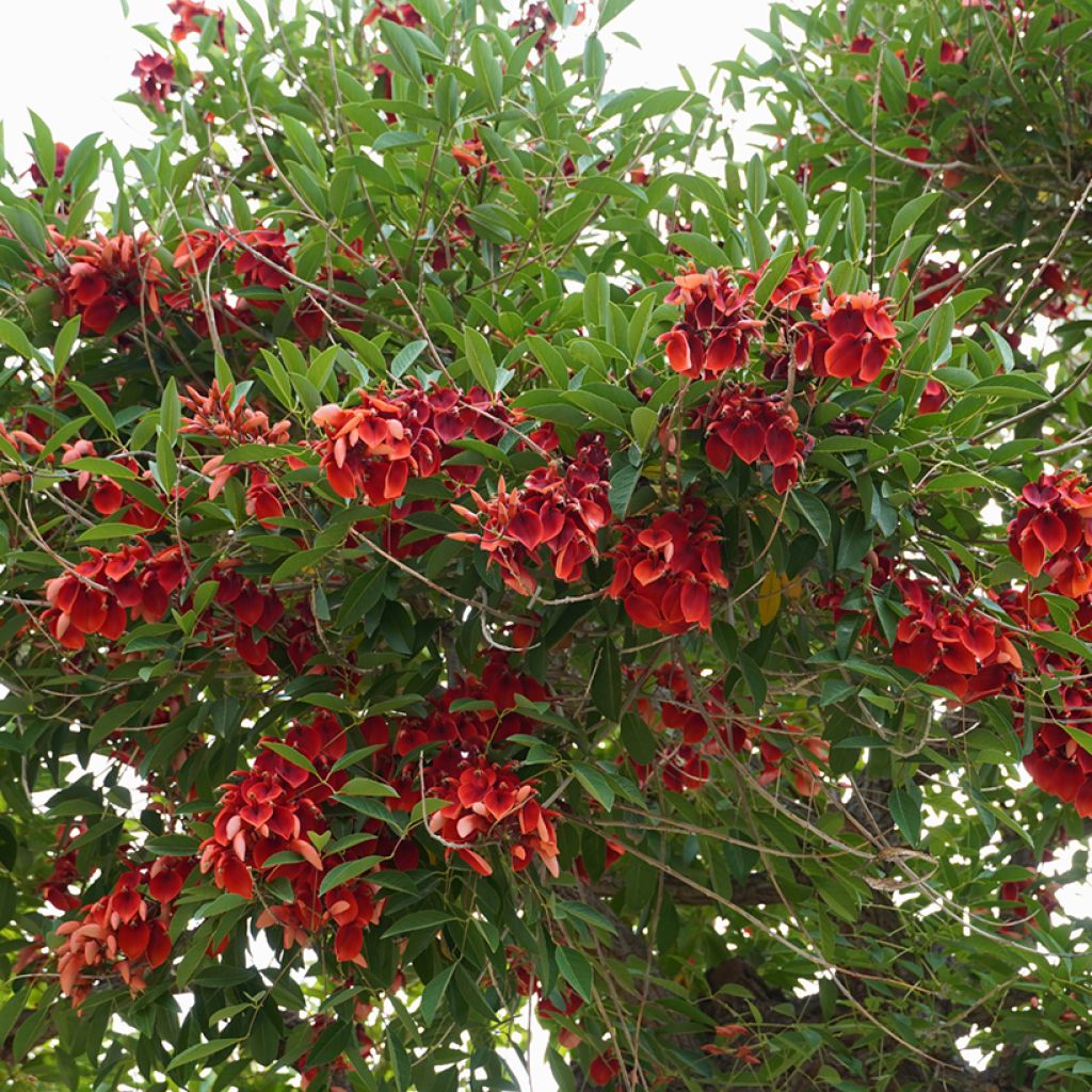 Erythrina crista-galli
