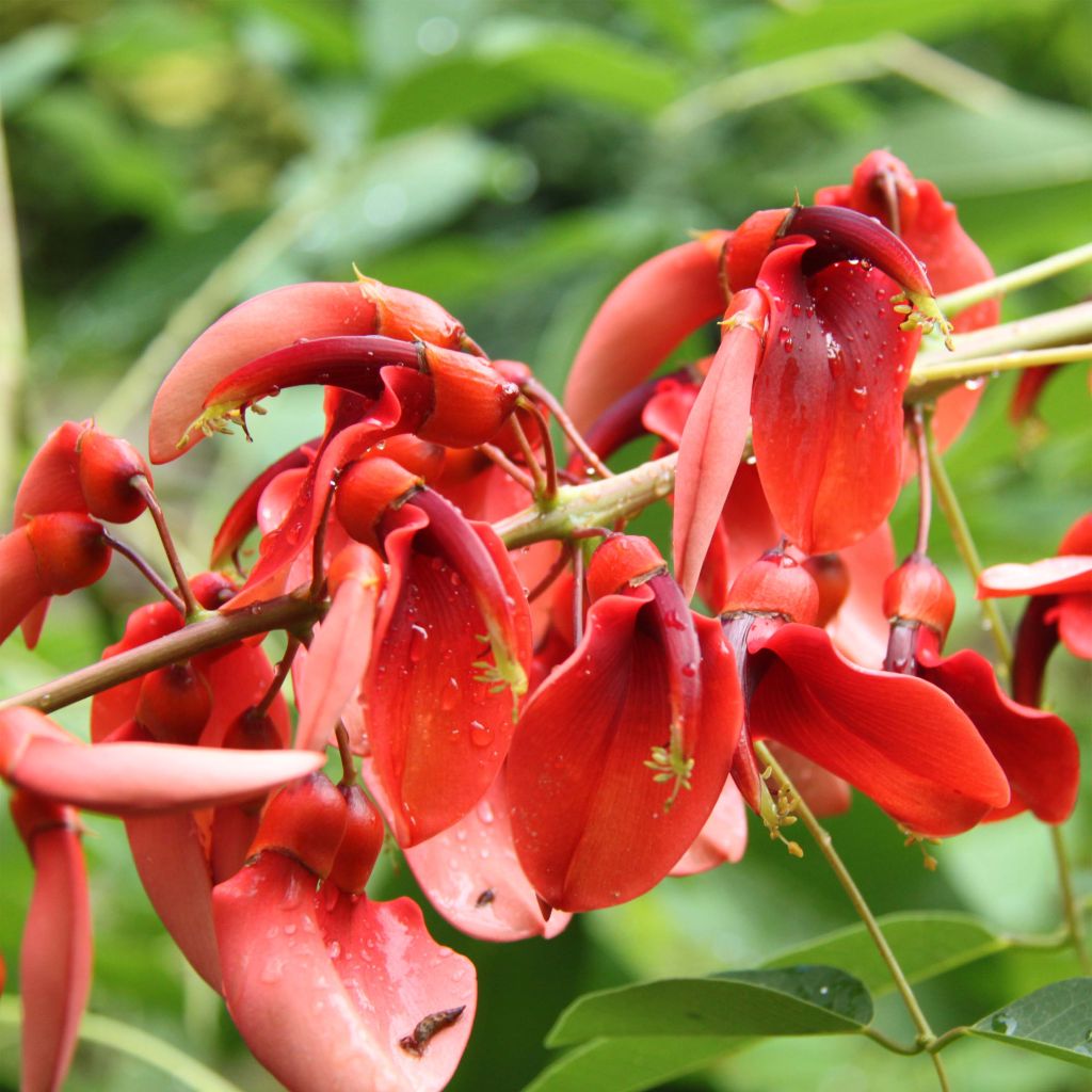 Erythrina crista-galli Compacta