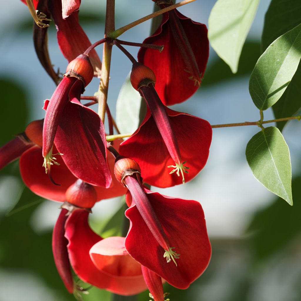 Erythrina crista-galli Compacta