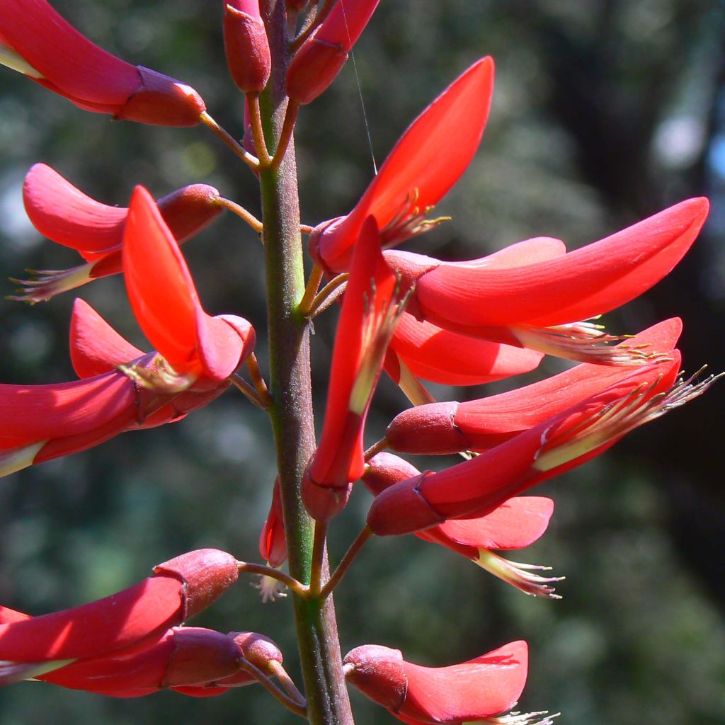Erythrina bidwillii