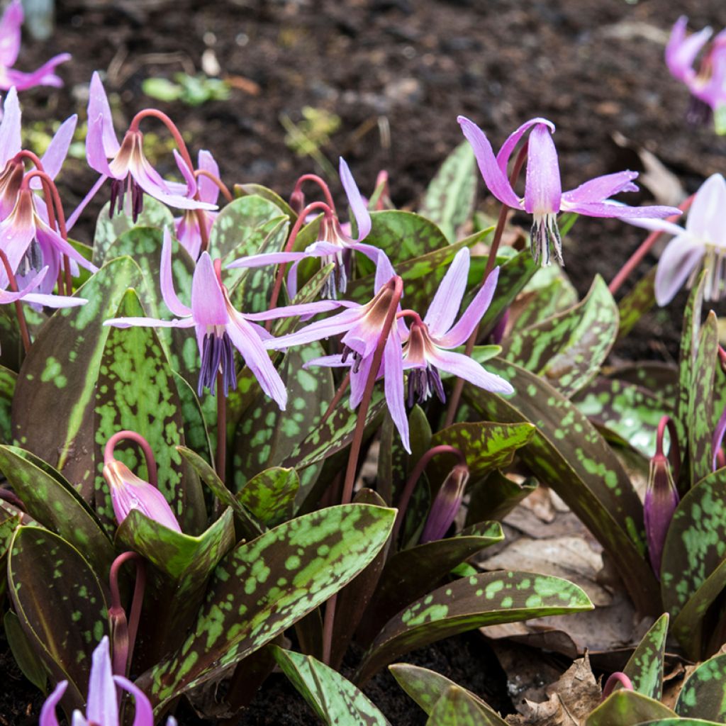 Erythronium dens-canis Rose Queen - Dente di cane