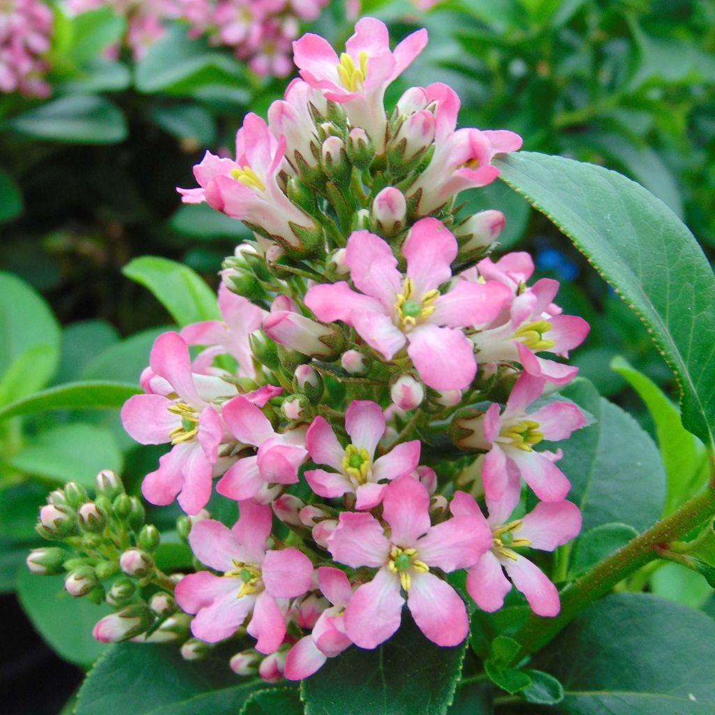 Escallonia laevis Pink Elle Lades