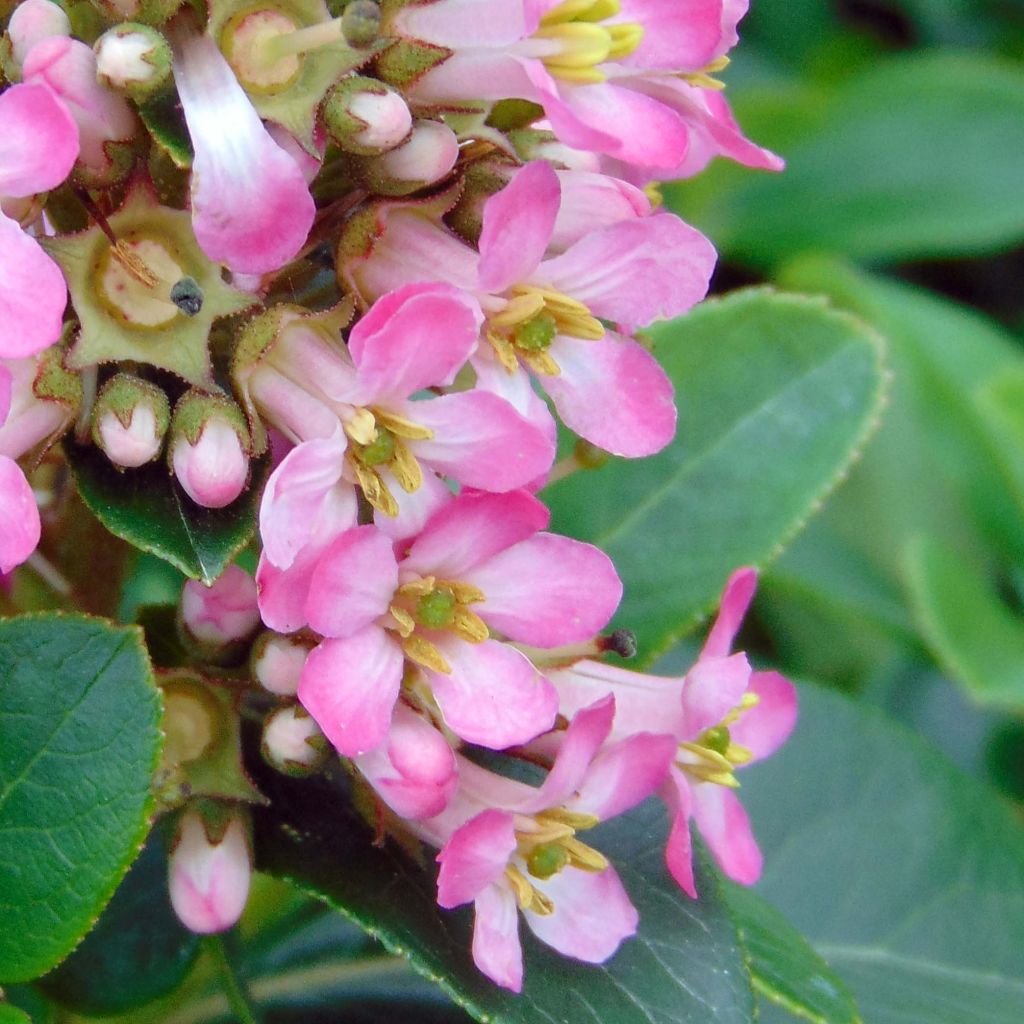 Escallonia laevis Pink Elle Lades