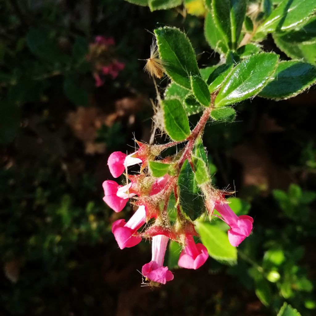 Escallonia rubra var. macrantha