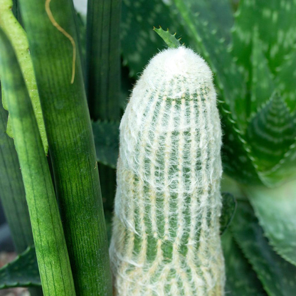 Espostoa lanata - Cactus lanato