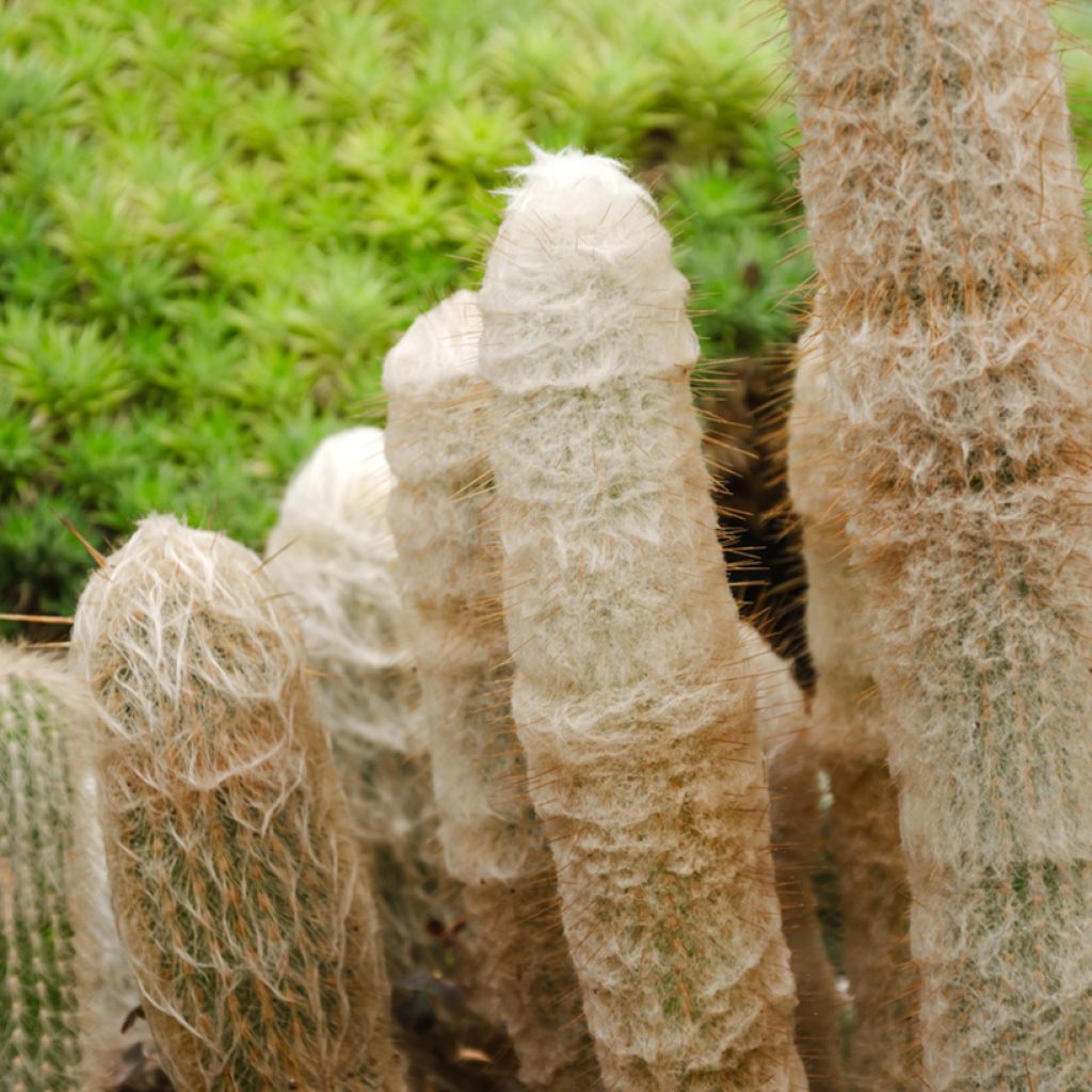 Espostoa lanata - Cactus lanato
