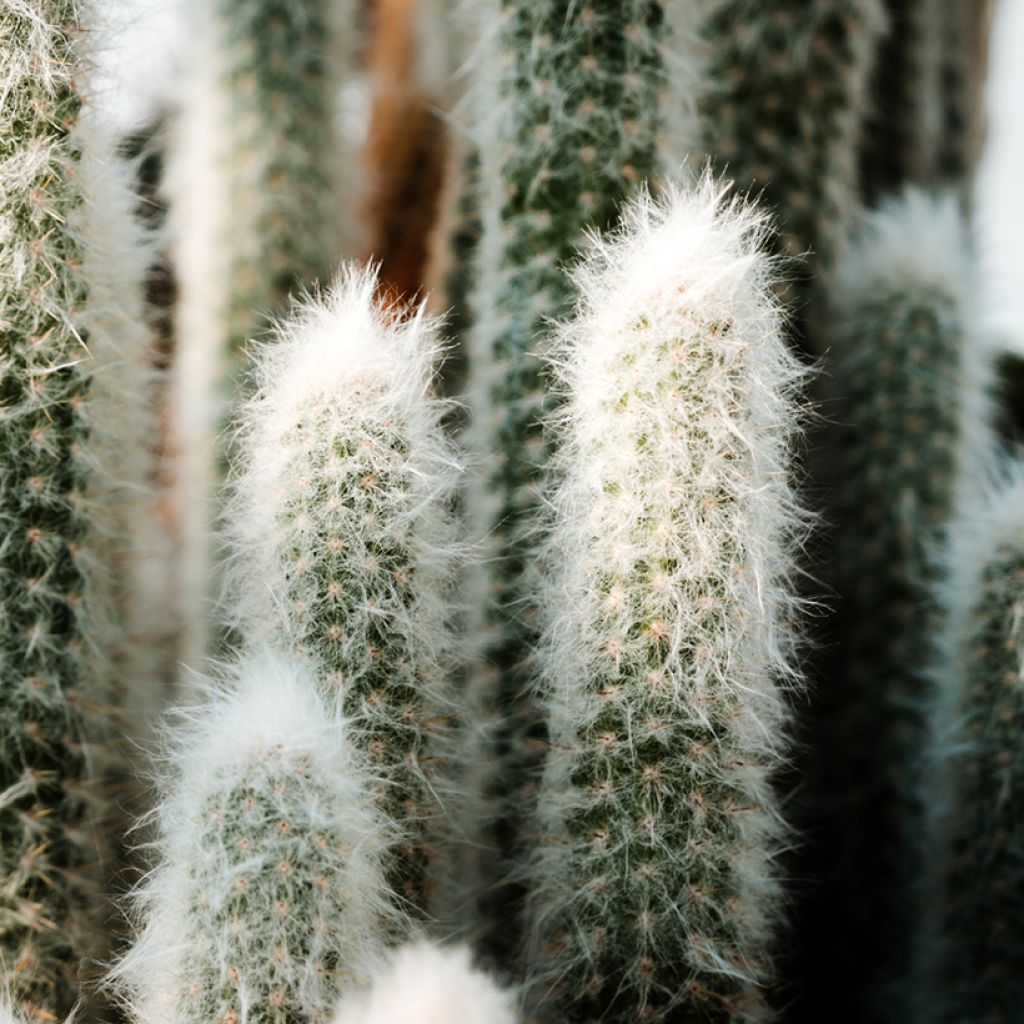 Espostoa lanata - Cactus lanato