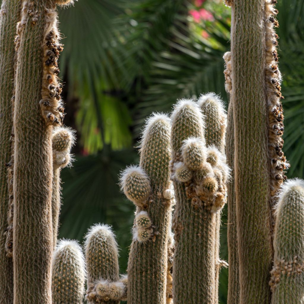 Espostoa lanata - Cactus lanato