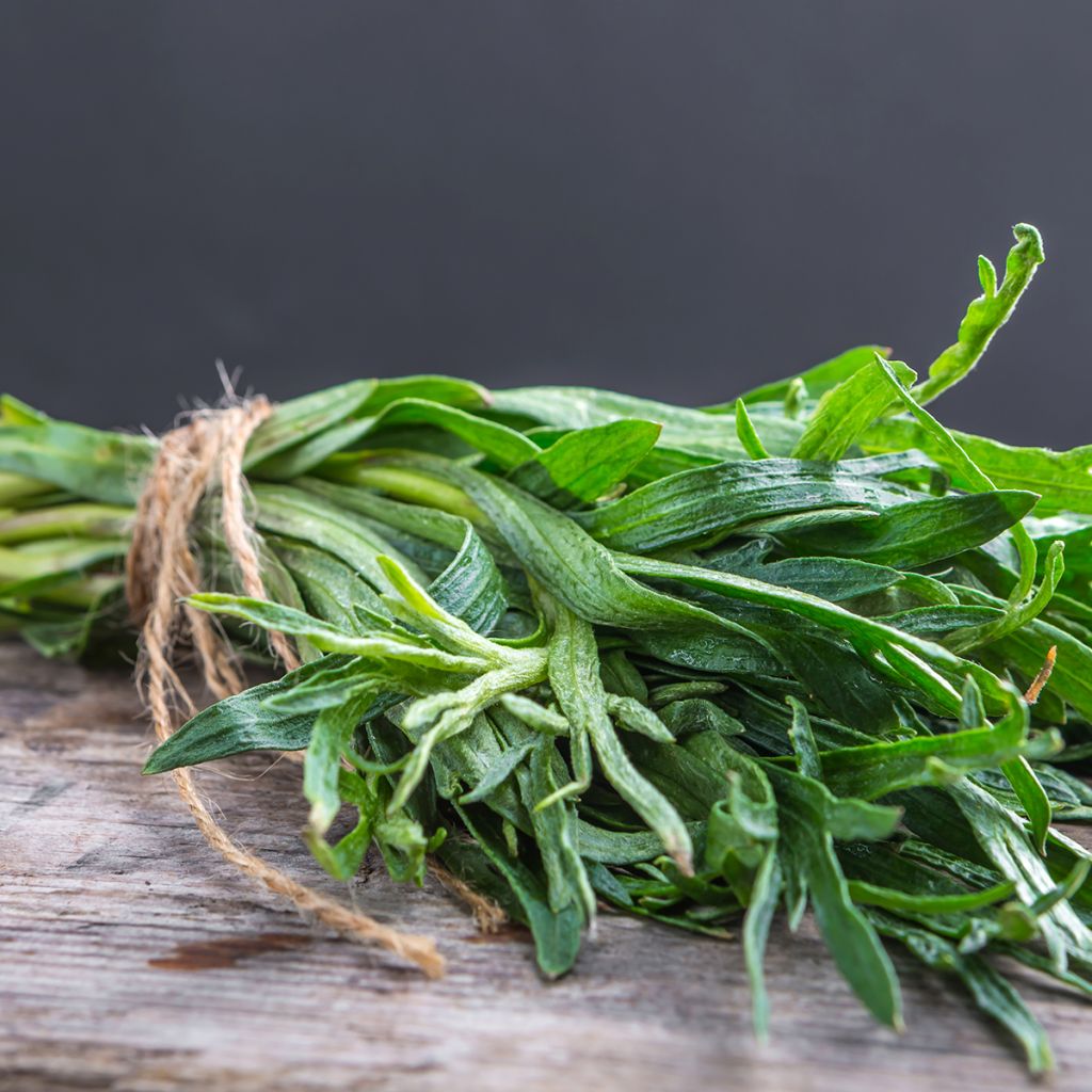 Artemisia redowski dracunculoides - Dragoncello