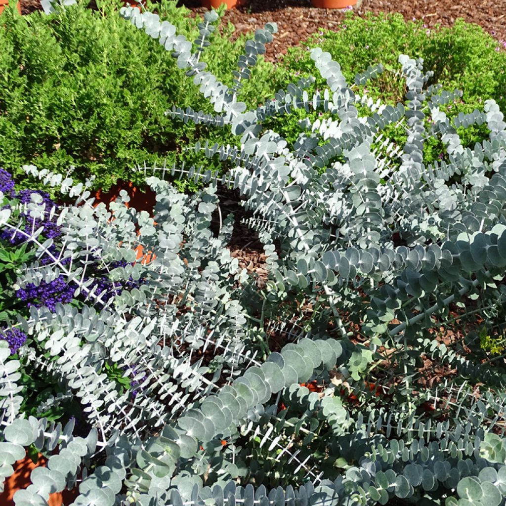 Eucalyptus pulverulenta Baby Blue - Eucalipto