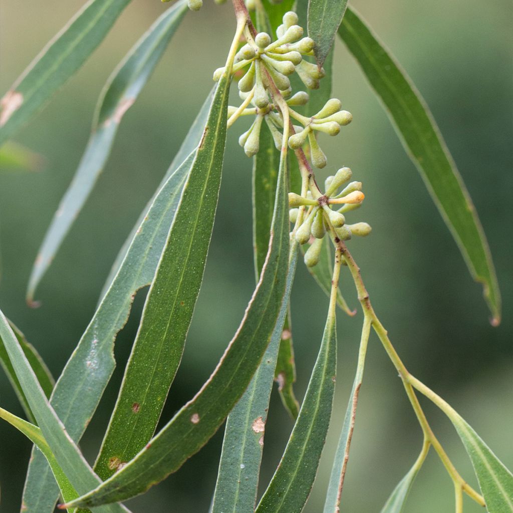Eucalyptus amygdalina - Eucalipto