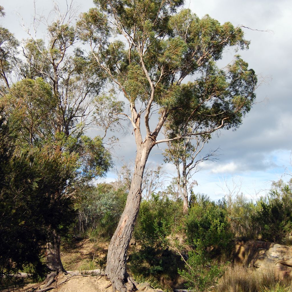 Eucalyptus amygdalina - Eucalipto