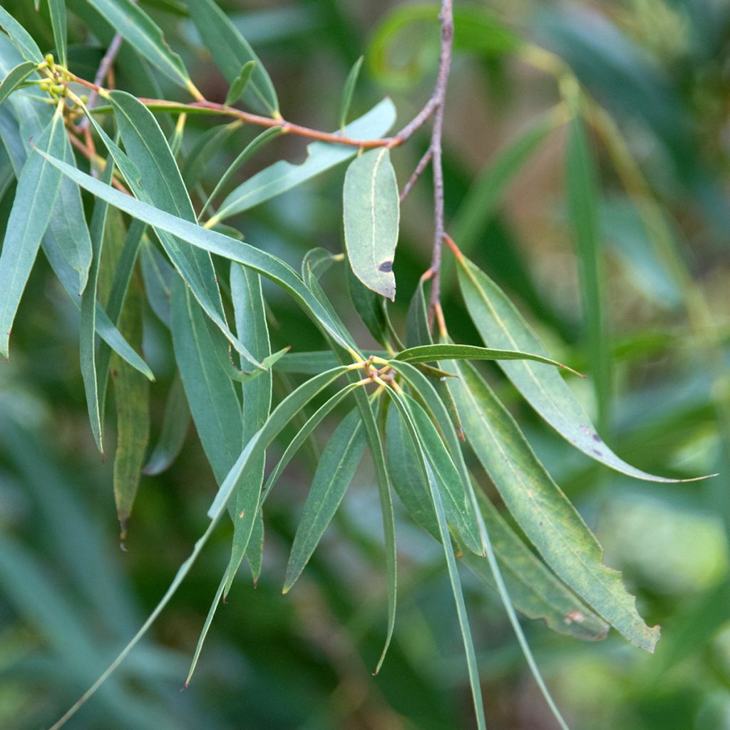 Eucalyptus approximans - Eucalipto