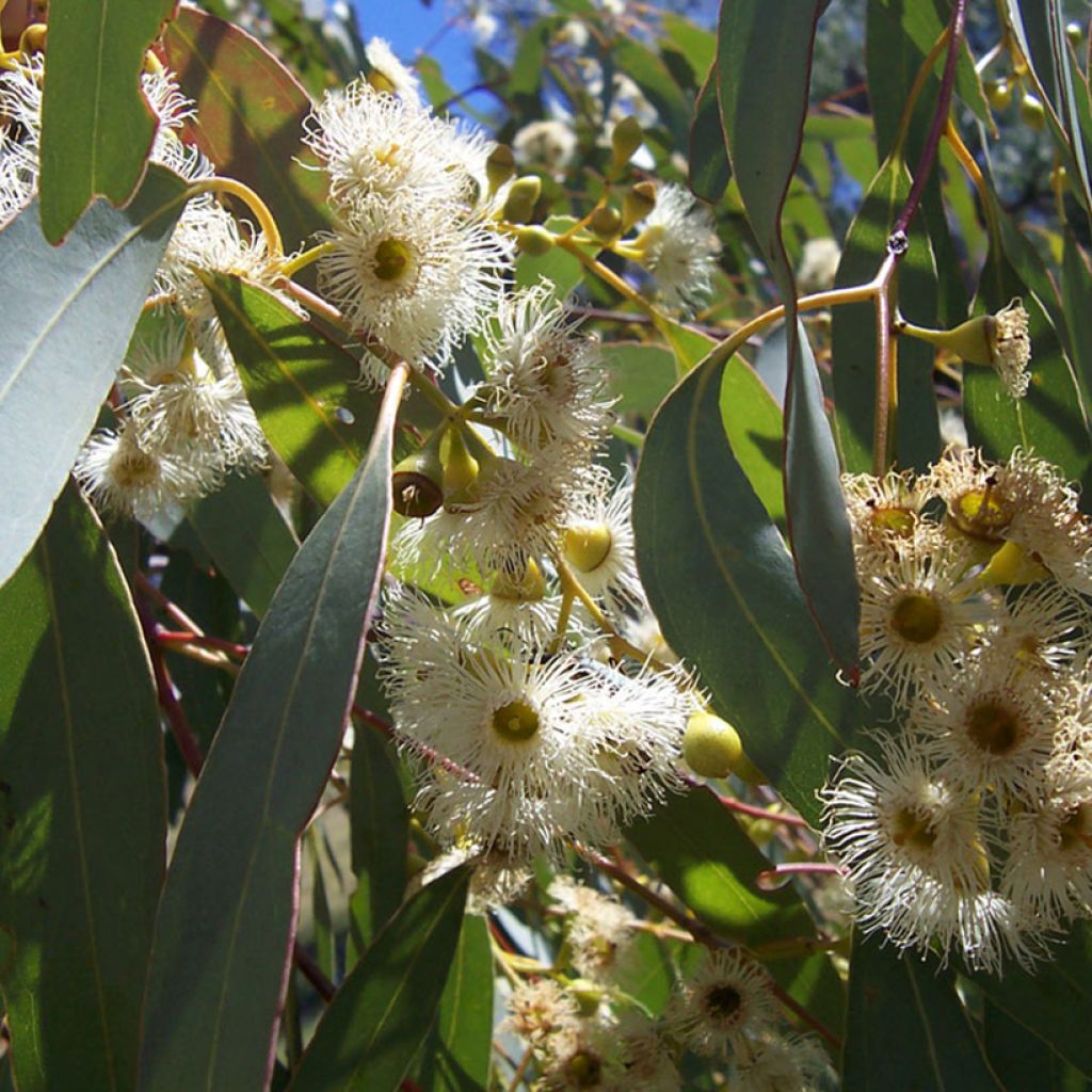Eucalyptus boliviana - Eucalipto