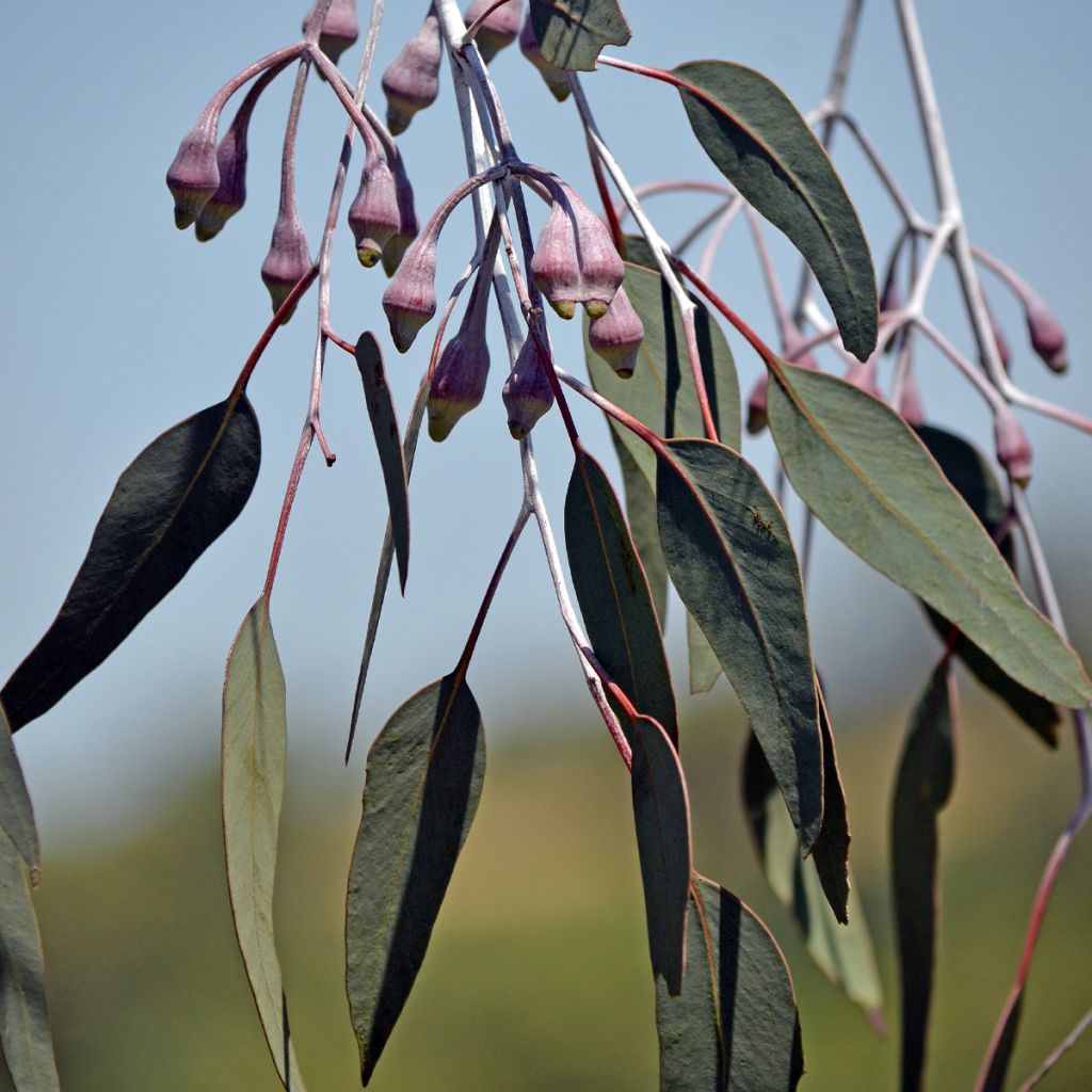 Eucalyptus caesia subsp magna - Eucalipto