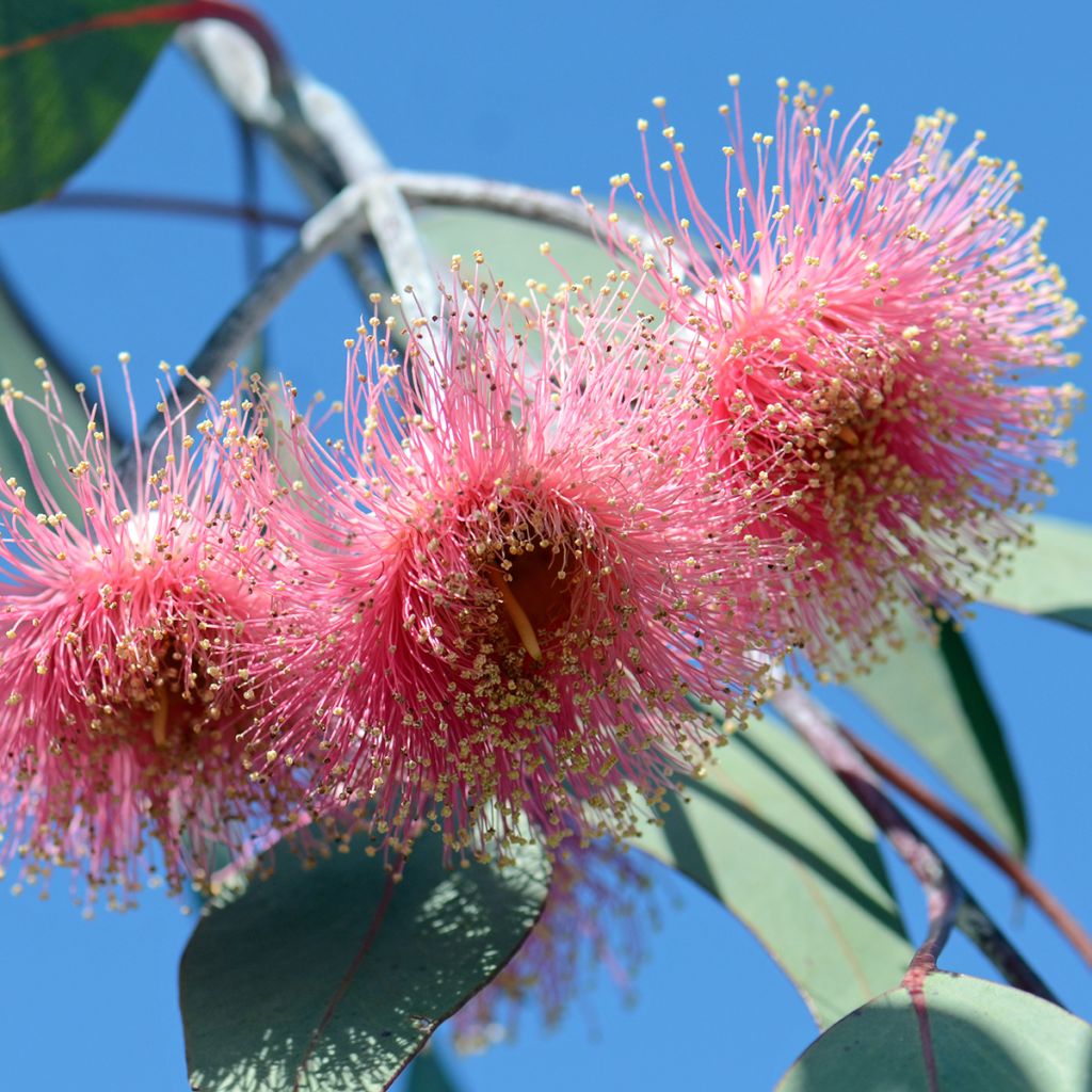 Eucalyptus caesia subsp magna - Eucalipto