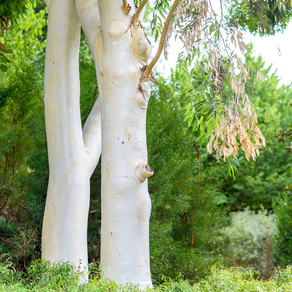Eucalyptus dalrympleana - Eucalipto