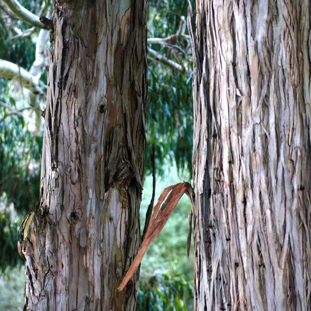 Eucalyptus denticulata - Eucalipto
