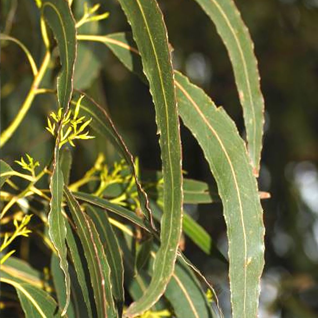 Eucalyptus denticulata - Eucalipto
