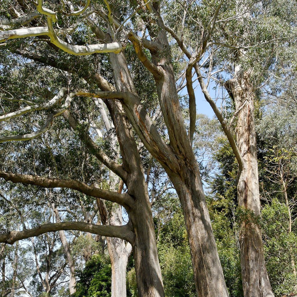 Eucalyptus fastigata - Eucalipto